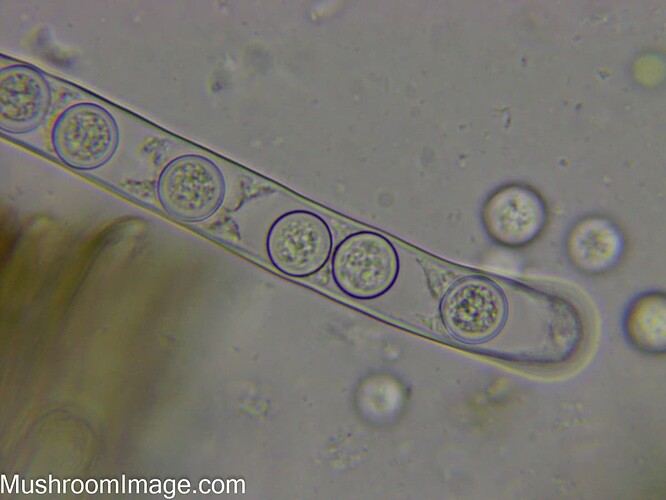 pseudoplectanianigrella100x810052024mustavuor