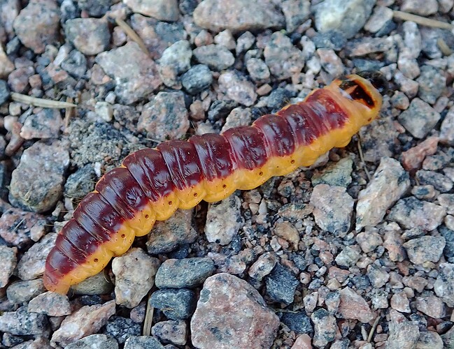 Puuntuhooja 1 Cossus cossus