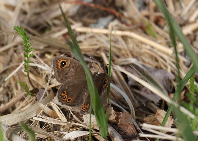 3882_petropolitana_web