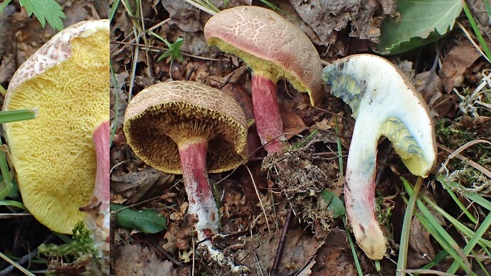 Xerocomellus-cisalpinus-20230814