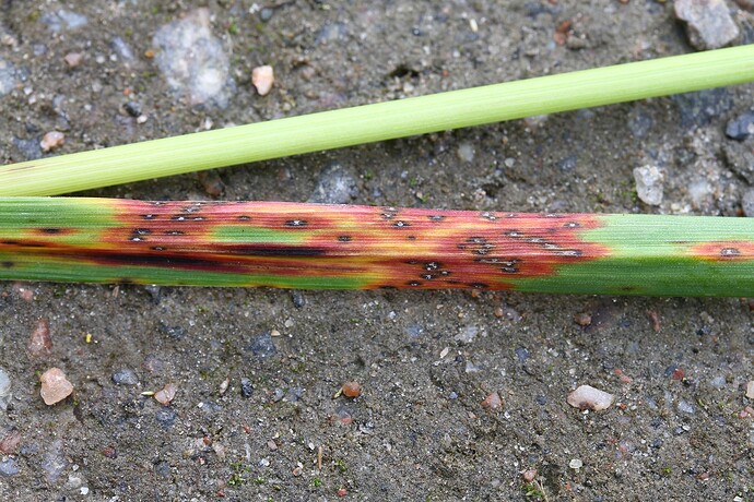 Mastigosporium album - isäntä Alopecurus pratensis keruu 5062 88257