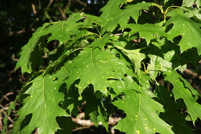 Taphrina caerulescens - isäntä Quercus rubra keruut 5056-5058 88231