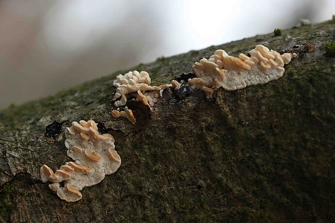 palsamikaapaehka118122025keinumaki