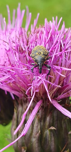 Larinus