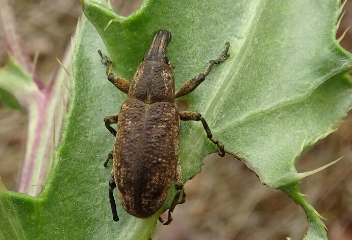 karsakas030723