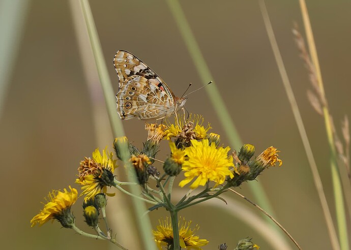 6067_cardui_web