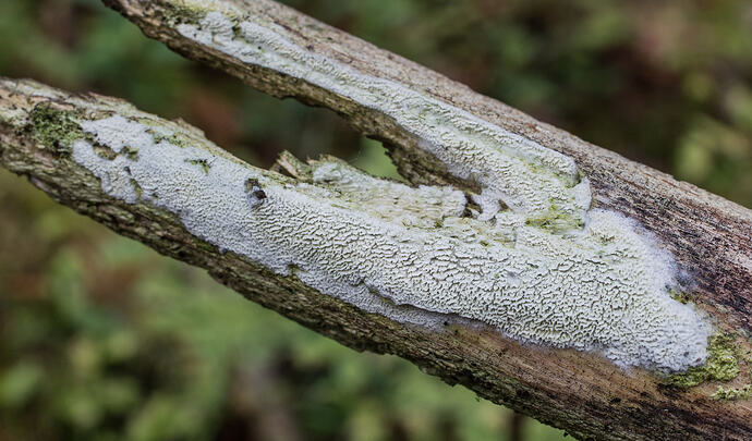 N1_11025_poskilampi_tunnistamaton-7