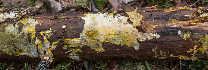 N6_4521_paloisvuori_kultaorvakka_piloderma_fallax (6 of 6)