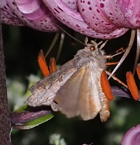P7180272_2