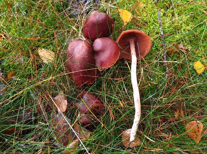 Telamonia SII 101021 A1
