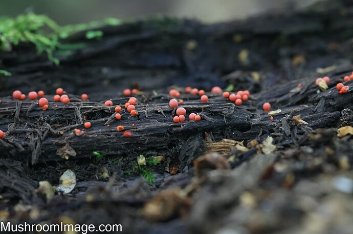 myxo123082025bakunkarr