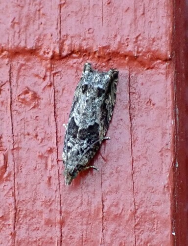 Pajusoukkokääriäinen Epinotia nisella  5 mm