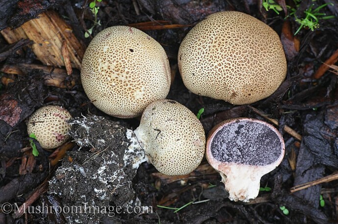 tarhamukulakuukunen5130082019malmivalmis