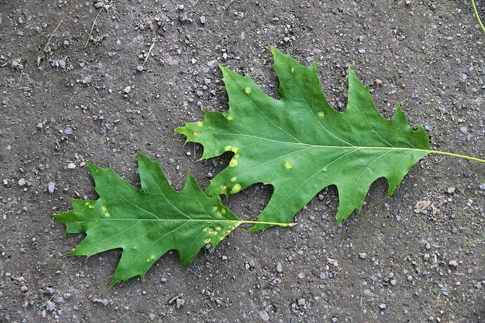 Taphrina caerulescens - isäntä Quercus rubra keruut 5056-5058 88232