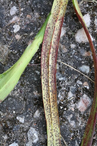 Diplocarpon saponariae - isäntä Lychnis yunnanensis 2017-0103 keruu 4993 87794
