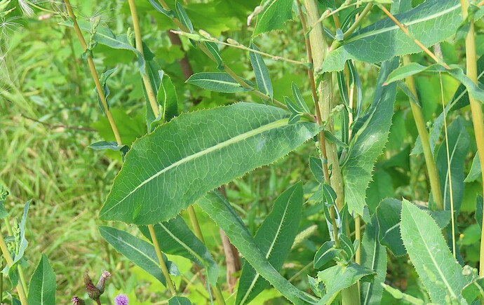 kasvi260725-3