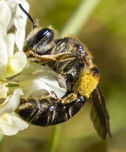 20250626-_X264043JVPieni koko