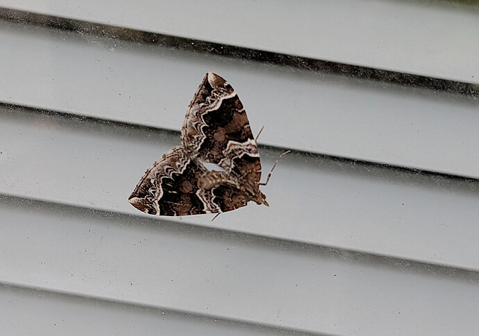 prunata050826