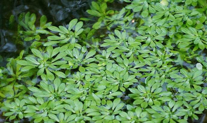 vesikasvi250824