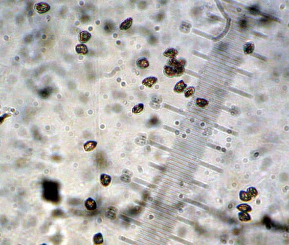Cribraria_dry_spores 0922