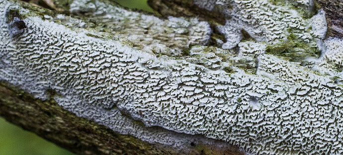 N1_11025_poskilampi_tunnistamaton-5