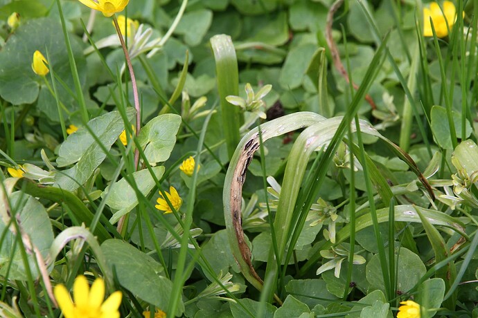 Vankya ornithogali - käenrieskannoki, isäntä Gagea lutea keruu 4901 87211