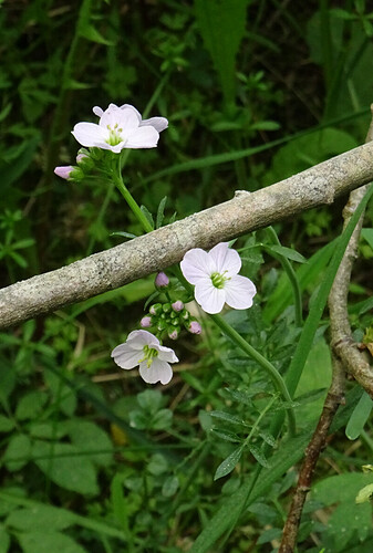 kasvi060621-2