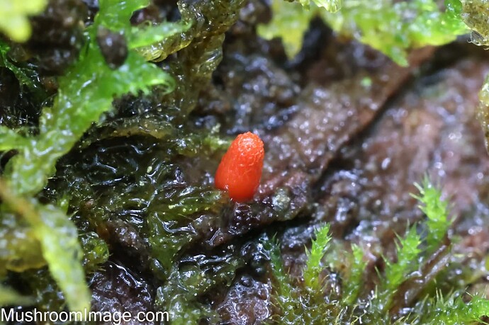 lycogalaconicum1513062022ankelevalmis