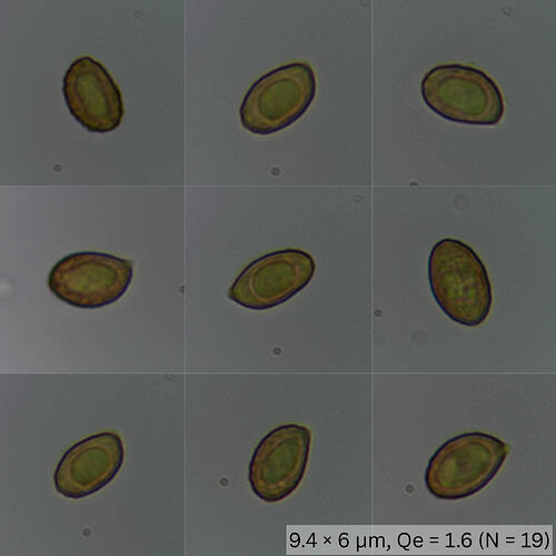 Cortinariaceae_Luolavuori_250828