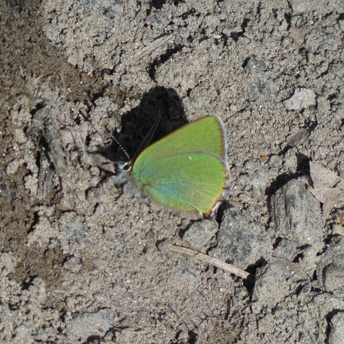 21042020 Kangasperhonen