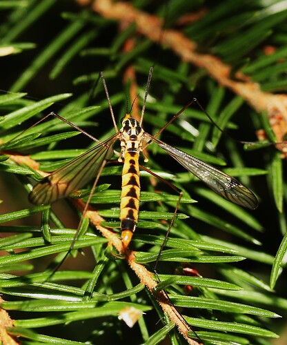 2024 IMG_3872 Sämpsäniittykirsikäs Nephrotoma flavescens