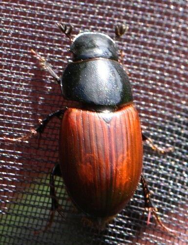 COL - 7.6.2023 a