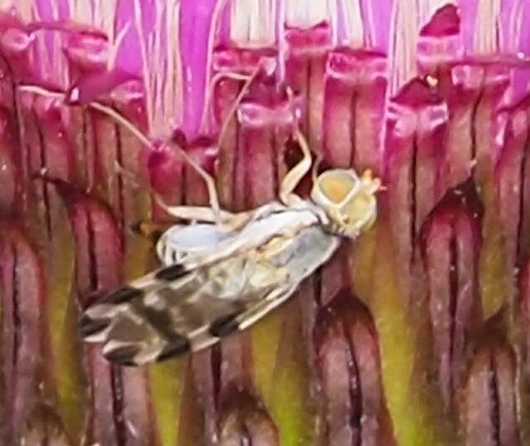P7080095_2