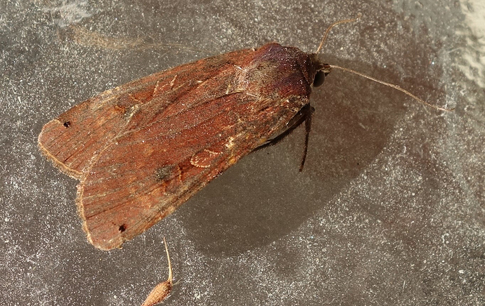 yokkonen250820