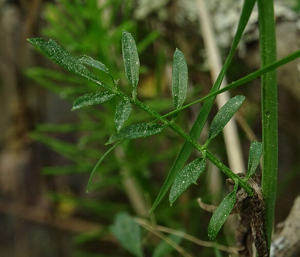 kasvi060621-3