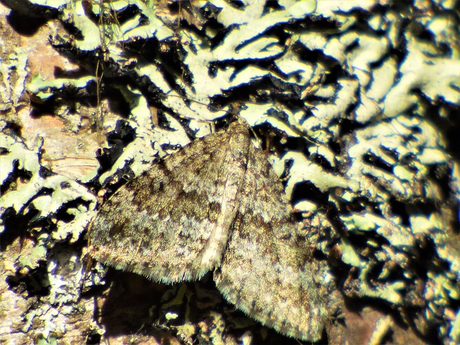 Sysipohjanmittari x  P1190524 (2)