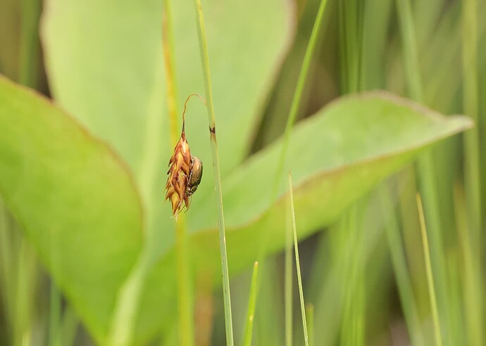 0843_kuoriainen_web