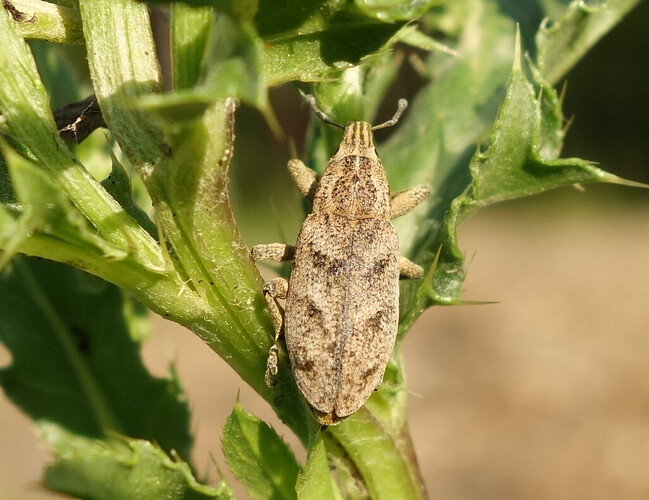 karsakas230621