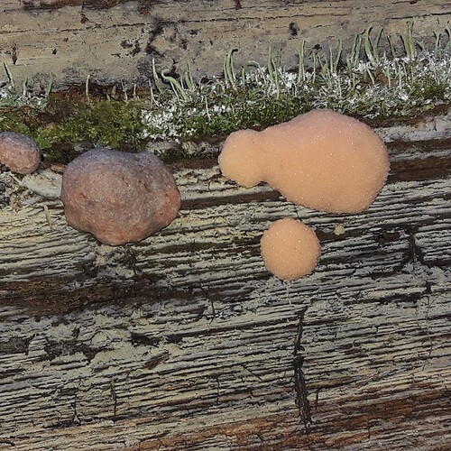 Tubifera magna-20250718_071516