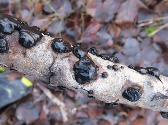 5082. Exidia brunneola 231125 A2