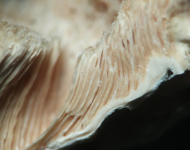 Osteina undosa 5537