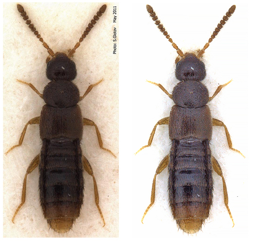 Amidobia talpa