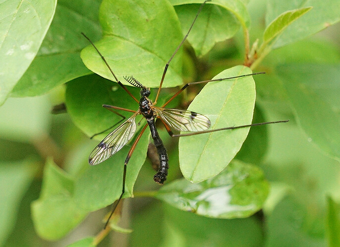 vaaksiainen2-030725