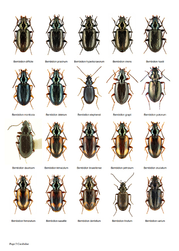 Carabidae