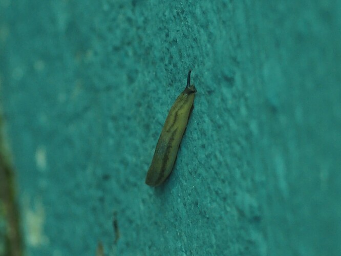 P7030006