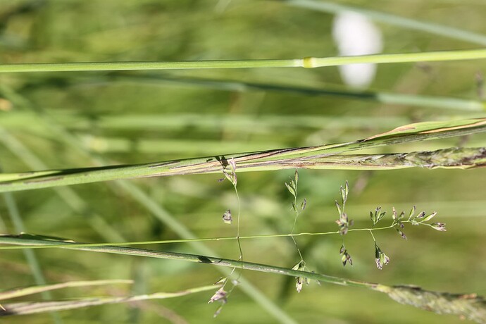 Urocystis alopecuri - puntarpäänryväsnoki, isäntä Alopecurus pratensis keruu 5032 88034