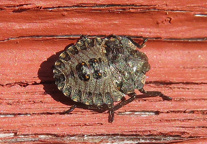 lude06_20200607_joutsa
