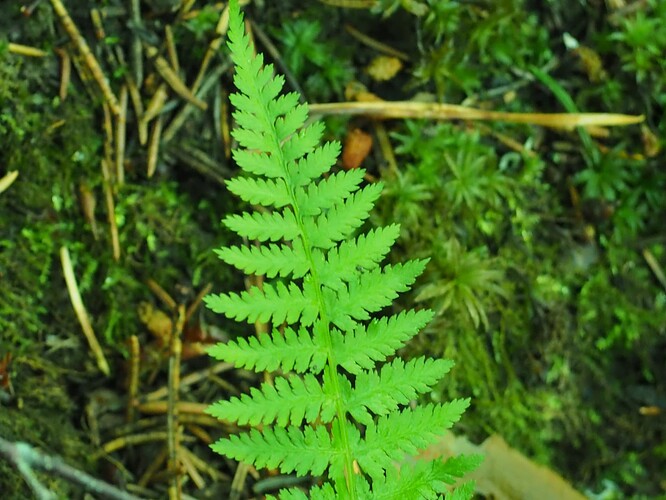 P7030043