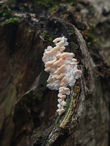 palsamikaapaehka318122025keinumaki