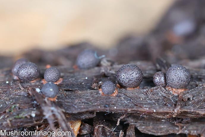 myxo523082025bakunkarr